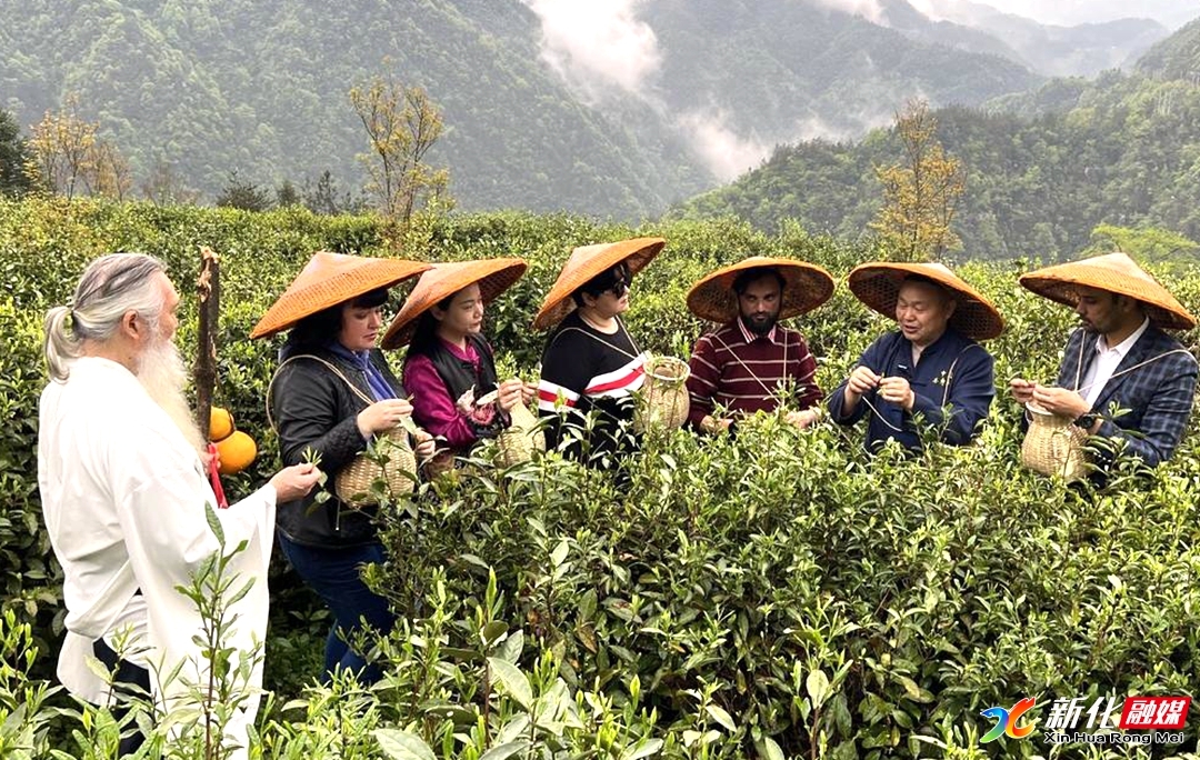 国际友人走进新化  探访“中国茶寿之乡”
