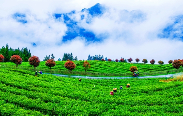 小葉子喝出大健康 ——寫在中國老年保健協(xié)會(huì)茶壽健康分會(huì)成立之際