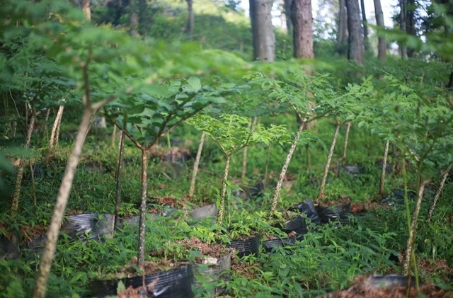 新化县古台山国有林场：深挖资源禀赋 绘就高质量发展新画卷