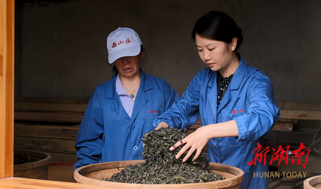雁归潮涌·新活力 | 肖瑶：开发荒野茶产业 助力乡村振兴