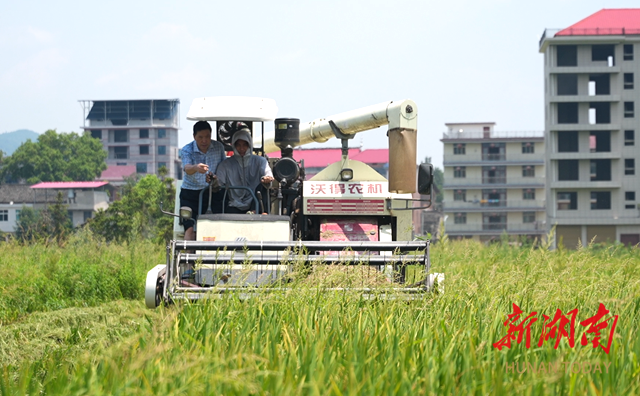 新化“雙搶”大會戰(zhàn)全面打響 農(nóng)機(jī)轟鳴繪就豐收圖景