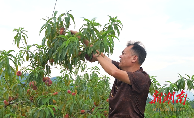 湖南紅鵬生態(tài)農(nóng)業(yè) 金黃蟠桃掛滿枝