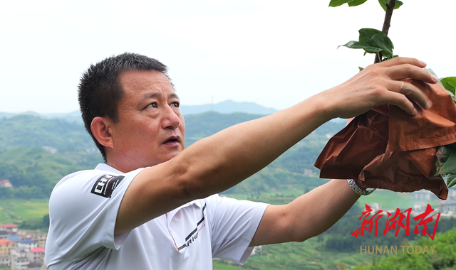 科頭鄉(xiāng)芙蓉寨村：翠冠梨采摘正當(dāng)時 “甜蜜盛宴”即將開啟