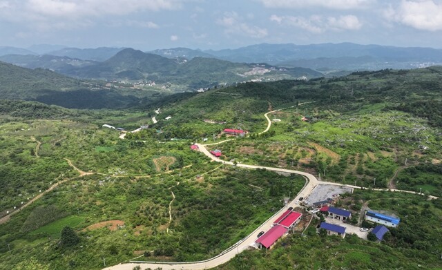 吉庆镇厚皮岭西瓜成熟 瓜香四溢迎丰收