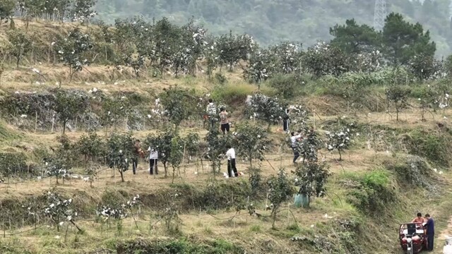 曹家镇观音山知青农场：太秋脆柿迎丰收 游客争摘“秋日甜”