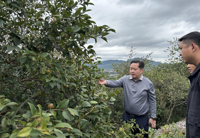 新化县林业局调研油茶产业工作