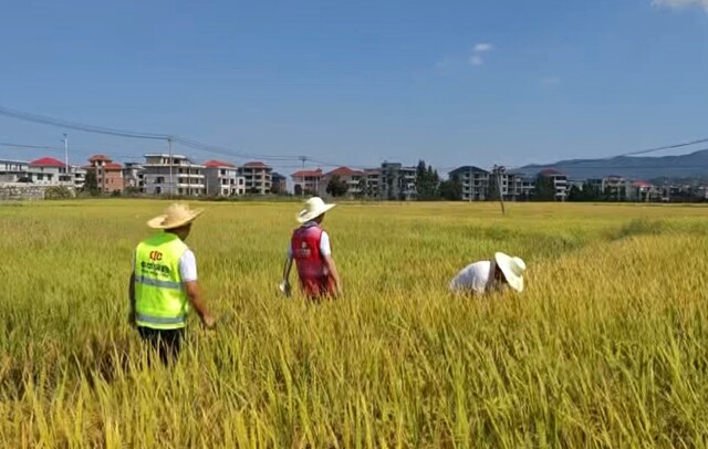 中华财险新化县支公司科技赋能水稻保险 切实保障农民利益