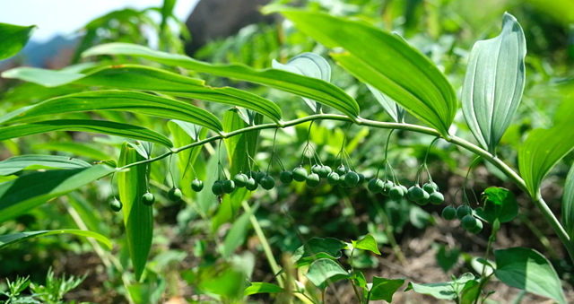 梅山振兴 有“光”同行——中国光大集团定点帮扶新化县23载纪实