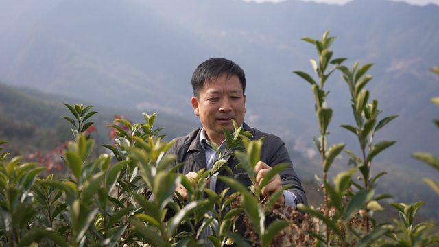 代表委员风采 | 新化县人大代表杨成岗 以茶兴业 赋能乡村振兴