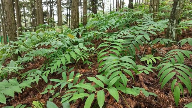 新化林下黄精产业入选全国林下经济发展典型案例 生态变现赋能乡村振兴