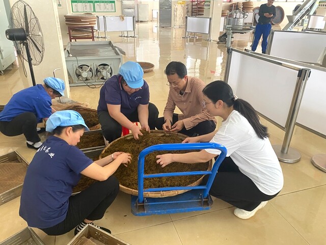 省科技特派员与三区科技人才双下沉 精准护航新化春茶提质增效