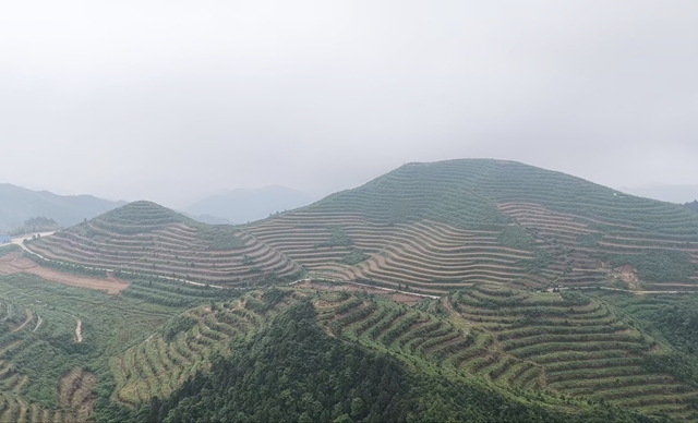 多花黄精·源起新化 | 黄精种出致富景 企农携手赋能乡村振兴