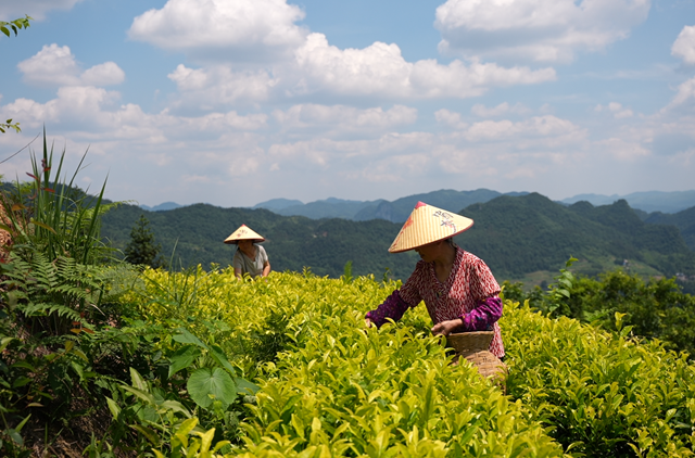 乡村振兴 | 吉庆镇宋家岭村 荒山变茶山 农旅促振兴