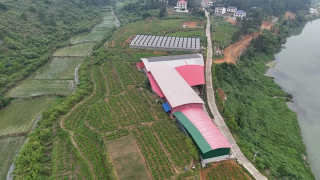 多花黄精·源起新化 | 湖南棣园生态农业全链做强黄精 赋能乡村振兴
