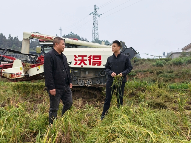 彭韬深入桑梓镇新兴村、西江湾村、集中村调研晚稻收割、基层治理、常态化帮扶等工作