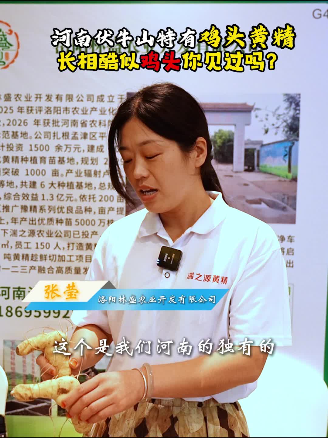 多花黄精 源起新化｜河南伏牛山特有鸡头黄精，长相酷似鸡头，你见过吗？
